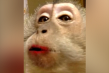 (Vidéo) Mascara, eye-liner et crème hydratante, ce singe adore se faire pomponner 