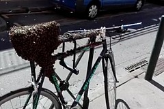 Toulouse: Des milliers d'abeilles prennent d'assaut un vélo