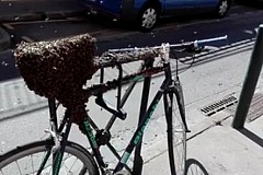 Toulouse: Des milliers d'abeilles prennent d'assaut un vélo Toulouse: Des milliers d'abeilles prennent d'assaut un vélo