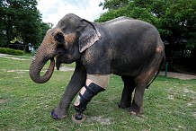 L'impressionnante prothèse d'un éléphant