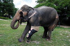 L'impressionnante prothèse d'un éléphant L'impressionnante prothèse d'un éléphant