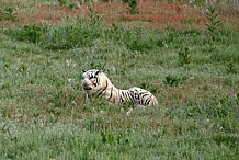 France: Un tigre sème la terreur dans un petit village. Il était... en peluche