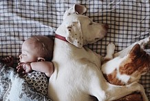 Cette famille élève tels des frères et soeurs ses 3 enfants, 3 chiens et 3 chats