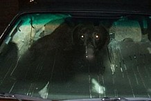 Etats-Unis: Elle ne va pas travailler car un ours est dans sa voiture