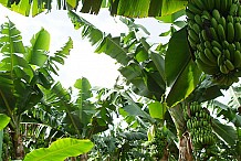La filière banane en Côte d’Ivoire «souffre» des variations climatiques