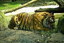 Une femme dévorée par un tigre dans un zoo (vidéo)