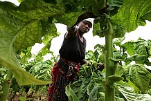 Le groupe des agriculteurs ivoiriens ACE Global veut s'implanter au Congo