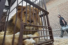 Il tente de nourrir un lion : une phalange en moins Il tente de nourrir un lion : une phalange en moins