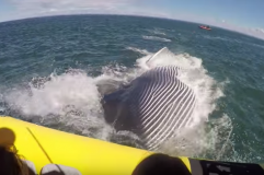 Les baleines font le show au Canada