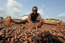 Non-respect du prix d’achat bord champ du cacao: le conseil café-cacao mis en cause