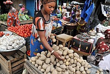 Sécurité alimentaire : des experts ivoiriens appellent à une dynamique agricole 