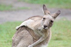 Un kangourou se fait pulvériser par un buggy lors d’une course en Australie (vidéo)