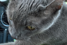 Un chat mourant tient la main de son maître lors de son dernier trajet chez le vétérinaire (photo)