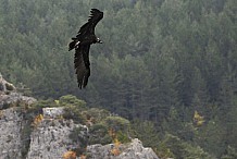 France: Un vautour heurte une ligne électrique et enflamme un champ en retombant