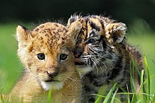 Japon : l’amitié entre un bébé tigre et un lionceau fait fondre la toile (photos)