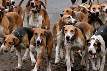 Bientôt l’éradication des chiens errants à Ferkessédougou
