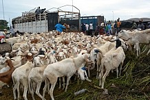 Tabaski : 73 000 moutons pour approvisionner des marchés à bétail d’Abidjan
