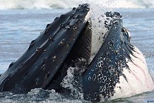 Après avoir été libérée d’un filet, une baleine remercie ses sauveurs