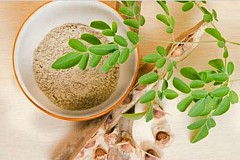 Le moringa, une plante 