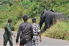 Un éléphant dans un parc à bétail de Tengrela