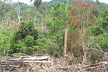 Côte d’Ivoire : la forêt classée en voie de disparition en un demi-siècle