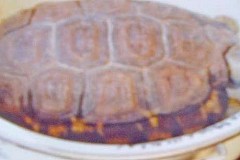 Le voleur opérait grâce à une tortue magique Le voleur opérait grâce à une tortue magique