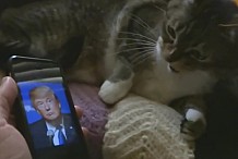 Ces animaux de compagnie ont une dent contre Donald Trump (et c'est drôle)