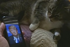 Ces animaux de compagnie ont une dent contre Donald Trump (et c'est drôle) Ces animaux de compagnie ont une dent contre Donald Trump (et c'est drôle)