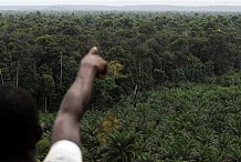 Les exploitants agricoles dans les forêts classées sommés de déguerpir avant le 31 décembre 2017