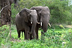 Soubré : Des éléphants pris de panique font un mort des blessés dans un campement