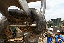 (Vidéo) Un gigantesque anaconda découvert sur un chantier au Brésil