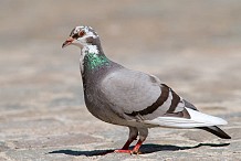 Un pigeon placé en détention en Inde