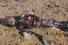 (Photos) Le cadavre d’une sirène découvert sur une plage