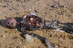 (Photos) Le cadavre d’une sirène découvert sur une plage
