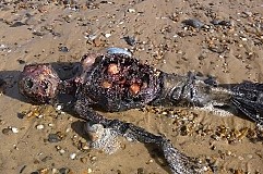 (Photos) Le cadavre d’une sirène découvert sur une plage (Photos) Le cadavre d’une sirène découvert sur une plage