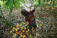 Côte d'Ivoire: lutte contre le travail des «enfants du cacao»