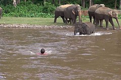 Un éléphant sauve un homme de la noyade (vidéo) Un éléphant sauve un homme de la noyade (vidéo)