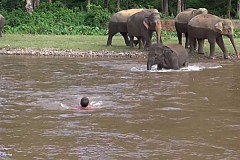 Un éléphant sauve un homme de la noyade (vidéo)