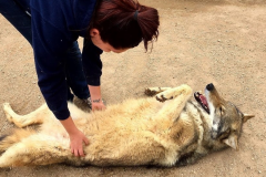 Il croit adopter un chiot... qui se révèle être un loup