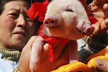 Chine: un bébé cochon nait avec deux groins et trois yeux