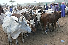 Dabakala : Des inconnus dérobent plus de quarante bœufs dans un parc à bétails 