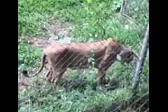 Zoo d'Abidjan: Une lionne se nourrit d'herbe, nourriture ou médicament?