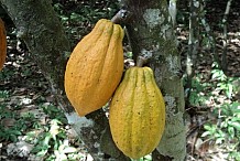 Côte d’Ivoire : quand le cacao menace la forêt