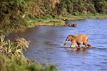 Le Parc National de la Comoé : une richesse touristique ivoirienne