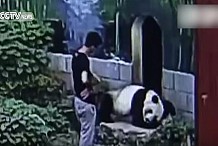 Chine : Il voulait se frotter à un panda pour impressionner sa copine… Mal lui en a pris (Vidéo)