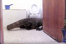 Ils trouvent un dragon de Komodo dans leur chambre d'hôtel (vidéo)