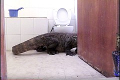 Ils trouvent un dragon de Komodo dans leur chambre d'hôtel (vidéo) Ils trouvent un dragon de Komodo dans leur chambre d'hôtel (vidéo)
