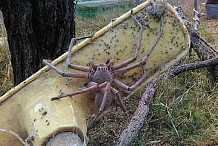 Charlotte, la monstrueuse araignée qui fait frissonner le Web (photos)