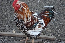 Ferké : Les éleveurs contraints à l’élevage de poulet de chair car les voleurs aiment les poulets africains