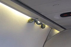 Un serpent sème la panique dans un avion (vidéo) Un serpent sème la panique dans un avion (vidéo)